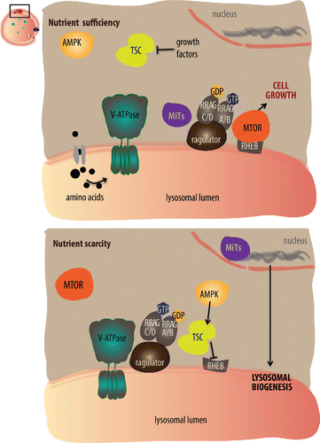 Figure 1. The lysosome is a nutrient-sensing center. When nutrients are sufficient (upper panel), amino acids induce structural changes in the lysosomal vacuolar-type ATPase (V-ATPase), so that it weakens its association with the Ragulator-RAG complex. Thus, Ragulator-RAG can recruit MTOR to the lysosomal membrane.Citation23 The small GTPase RHEB that resides at the lysosomal membrane, can now stimulate the phosphorylation and consequent activation of MTOR.Citation28,29 RRAGA/B facilitates MTOR activation and recruitment of TFEB to the lysosome for its phosphorylation and retention in the cytoplasm by YWHA chaperones.Citation9,26,47 When nutrients are scarce (bottom panel), the RAG GTPases recruit TSC (tuberous sclerosis complex), which converts GTP-RHEB to GDP-RHEB causing inactivation and release of MTOR into the cytosol.Citation27 Fasting stimulates AMPK, which in turn activates the TSC complex. In addition, since MTOR phosphorylates the MiTs transcription factors, upon MTOR inhibition, these transcriptional regulators are not phosphorylated and are free to translocate to the nucleus and activate genes involved in lysosomal biogenesis and function.Citation46,48,50,51