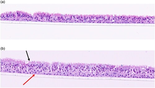 Figure 1. (a) 5-day incubator control. Note the well-defined pseudostratified ciliated epithelium with goblet cells and underlying basal cells. (b). 5- day mock treatment (air only), 20x. There are 1–2 layers of basal cells with basophilic nuclei, small nucleoli, and amphophilic cytoplasm (red arrow). Up to ∼6 layers of pseudostratified ciliated epithelial cells (asterisk) with darker nuclei and indistinct cytoplasmic borders. There are occasional mucin-producing cells with light blue stippled material (back arrow).