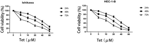 Figure 6 Effect of tetrandrine on the proliferation of Ishikawa and HEC-1-B cells. Both cell lines were treated with tetrandrine (0, 5, 10, 20, 40, and 80μM) for 24, 48, and 72h. The cell viabilities were measured by CCK-8 assay.
