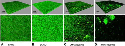 Figure 4 Biofilm formation after treatment with CM3a was observed by laser scanning confocal microscopy after the LIVE/DEAD assay. (A) Strain SA113 without treatment. (B) SA113 treated with dimethylsulfoxide (DMSO). (C) SA113 treated with CM3a at 2 times the MIC (2×MIC). (D) SA113 treated with CM3a at 4 times the MIC (4×MIC).