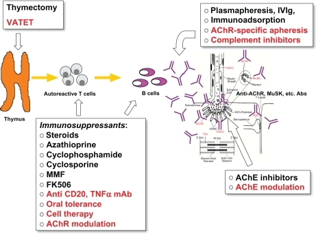 Figure 1 The immunopathological steps of myasthenia gravis (MG) are summarized as well as the specific targets of therapeutic intervention. In red are outlined the innovative therapeutic approaches.