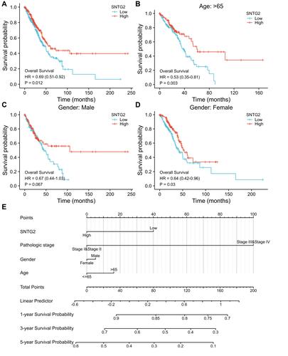 Figure 3 Survival analysis with SNTG2 mRNA expression. (A) Kaplan–Meier curves for overall survival in LUAD in all cases, (B) diagnosed after 65 years of age, (C) male patients, (D) female patients, (E) nomogram for predicting the probability of 1-, 3- and 5-year OS for LUAD patients.