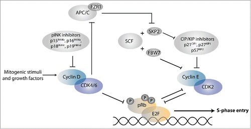 Figure 1. Regulation of the G1/S transition. Phosphorylation by CDK-cyclin complexes counteracts the binding between retinoblastoma tumor suppressor (Rb) family proteins and E2F transcription factors, thereby allowing transcriptional activation of S-phase genes. E2F refers to heterodimeric transcription factors that contain an E2F and DP family protein. Some E2F subunits are primarily transcriptional activators (E2F1, E2F2, E2F3a), and are blocked by pRb binding. Other E2Fs are transcriptional repressors and act in conjunction with pRb (E2F4, E2F5), or independent of the pRb protein family (E2F6–8). The pRb protein family consists of pRb, p107, and p130. Inhibition of APC/C-FZR1 may involve association with the Emi1 inhibitor (not shown) or phosphorylation by CDKs.Citation145 See text for further information and references.