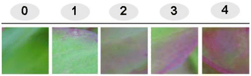 Figure 1.  Indexing of pink color intensity in Celosia leaves. The scores of the pink color intensity were rated by indexing from 0 to 4. 0: represents the lowest pink-colored leaf sample and 4: represents the highest pink-colored leaf sample.
