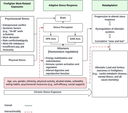 Figure 1 . A diagram illustrating the framework for work-related stress exposure, allostatic load build-up, and potential adverse health outcomes in firefighters.