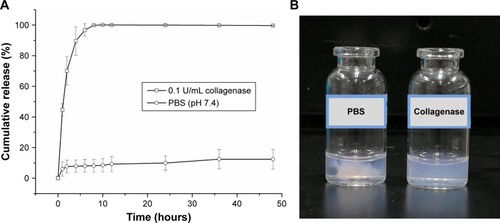 Figure 4 Characterization of MMP-sensitive property of the PEG hydrogel.Notes: (A) Cumulative release of FPNPs from FPNP/Los-loaded hydrogel in PBS solution with or without collagenase; (B) photographs of the FPNP/Los-loaded hydrogels after 12-hour immersion in PBS solution with or without collagenase.Abbreviations: FPNPs, fluorescent polystyrene nanoparticles; Los, losartan; MMP, matrix metalloproteinase; PEG, polyethylene glycol.