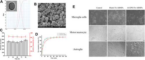 Figure 4 (A) TEM and DLS photographs of rh-EPO-Tw-ABNPs. (B) SEM photograph of rh-EPO-Tw-ABNPs. (C) The stability of rh-EPO-Tw-ABNPs. (D) In vitro release of rh-EPO injection and rh-EPO-Tw-ABNPs in PBS medium. (E) Photographs of the microglia cells, motor neurocyte and astroglia treated with culture medium (control), blank-Tw-ABNPs and rh-EPO-Tw-ABNPs, respectively.