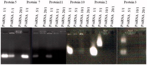 Figure 2. Gel retardation assays of protein 2, 3, 5, 7, 10, and 11 binding siRNA (100 pmol of siRNA) at different molar rates of protein/siRNAs.