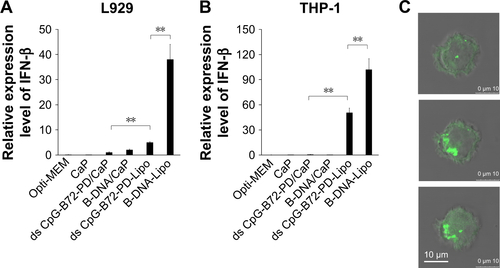 Figure S6 IFN-β induction via cytosolic DNA receptors.Notes: (A) IFN-β induction in murine fibrosarcoma L929 cells stimulated for 24 h. (B) IFN-β induction in human monocyte-like THP-1 cells stimulated for 6 h. **p<0.025. (C) Internalization of FITC-labeled ODNs complexed with CaP by THP-1 cells, as observed by confocal fluorescence microscopy. The three images show cross sections of the same cell at different heights.Abbreviations: IFN, interferon; FITC, fluorescein isothiocyanate; ODNs, oligodeoxynucleotides; CaP, calcium phosphate; ds, double stranded; CpG-B, class B CpG; CpG, cytosine-guanine; PD, phosphodiester; Lipo, Lipofectamine 2000.