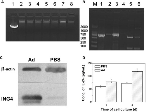 Figure 1 Identification of the RGD.Ad-ING4-IL-24 vector. (A) Gel electrophoresis of homologous recombinant adenovirus clones: Line 1, pAdTrack-CMV-ING4-polyA+promoter-IL-24 plasmid; Line 2, pAdEasy-1 adenoviral backbone plasmid; Line 3~8, the 6 selected clones. (B) Gel electrophoresis of genes ING4, IL-24 and poly+promoter amplified by PCR: Line 1, ING4 cDNA fragments amplified by PCR; Line 2, negative control group compared to ING4 cDNA fragments amplified by PCR; Line 3, polyA+promoter cDNA fragments amplified by PCR; Line 4, negative control group compared to polyA+promoter cDNA fragments amplified by PCR; Line 5, IL-24 cDNA fragments amplified by PCR; Line 6, negative control group compared to IL-24 cDNA fragments amplified by PCR; M, DL2000 marker. (C) The ING4 expression in QBI-293A cells analyzed by Western blotting. (D) The IL-24 secretion from QBI-293A cells detected by ELISA. Statistically significant in comparison with PBS, *p<0.05.Abbreviations: RGD, Arg-Gly-Asp; Ad, adenovirus; ING4, inhibitor of growth 4; IL-24, interleukin-24; CMV, cytomegalovirus; PCR, polymerase chain reaction; ELISA, enzyme-linked immunosorbent assay.