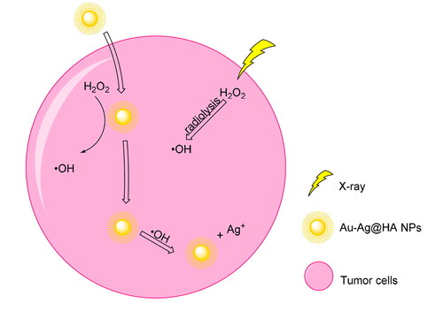Figure 11. Schematic illustration shows synergetic multimodal for tumor therapy by Au-Ag@HA nanoparticles. Reprinted with permission from [Citation64].