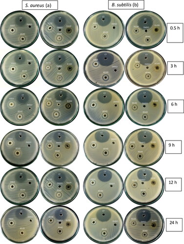 Figure 2. Antibacterial activity of combination of VCE and AgNPs against (a) S. aureus, (b) B. subtilis.