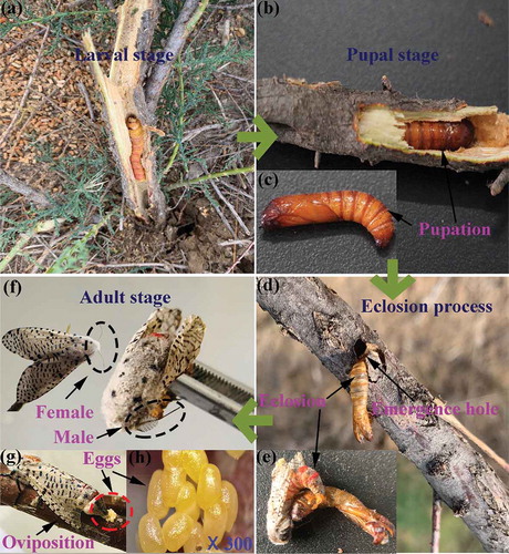 Photo 3.1 Field photos showing the different developmental stages of the herbivorous wood-borer insect