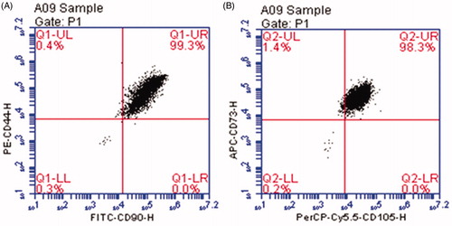 Figure 1. FCM results of hUCMSCs. A, the population of CD90+ and CD44+ cells; B, the population of CD105+ and CD73+ cells.