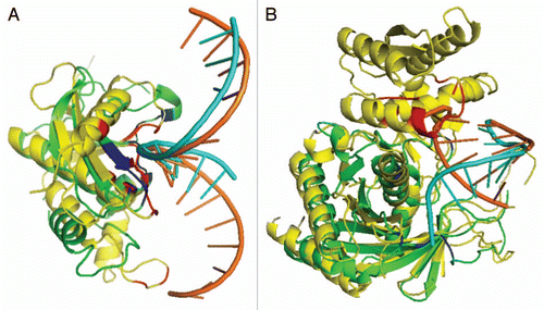 Figure 3 Comparison between the predicted (green) and actual (yellow) complex structures for two targets with RNA structures colored in cyan for predicted and orange for native RNA structure and binding regions colored in Red for native structure and Blue for predicted structure. (A) Target 2qk9A predicted with template 1zbiB (sequence identity between them is 13%). (B) Target 1ytuB predicted with template 3f73A3 (sequence identity between them is 2.0%).