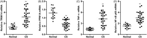 Figure 6. TRIM14, PPM1A, TNF-α and NF-κBp65 mRNA expression in patients with cervical spondylosis. The mRNA expression of TRIM14 (A), PPM1A (B), TNF-α (C) and NF-κBp65 (D) expression in primary human nucleus pulposus tissues in patients with cervical spondylosis (n = 30) and normal subject controls (n = 15) was measured by Real-time PCR. Data are expressed as mean ± SD. **p < .01 compared with control.
