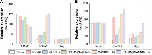 Figure 6 PCR results for Col1a1, Col2a1, and Aggrecan expression.Notes: The ATDC5 cells treated with TGF-β1 and different MAGNC formulations with/without MF were analyzed at (A) 7 and (B) 14 days.Abbreviations: MAGNCs + M, MAGNCs with magnetic treatment; MAGNCs, magnetic amphiphilic gelatin nanocapsules; MF, magnetic field; TGF-β1, transforming growth factor-β1; TGF-β1@MAGNCs + M, TGF-β1@MAGNCs with magnetic treatment; TGF-β1@MAGNCs, TGF-β1-loaded MAGNCs.