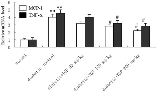 Figure 7. MCP-1 and TNF-α mRNA expression in the liver. Quantitative real time PCR analyse MCP-1 and TNF-α mRNA expression in the liver. **p < 0.01 vs. normal; #p < 0.05, vs. control diabetic.