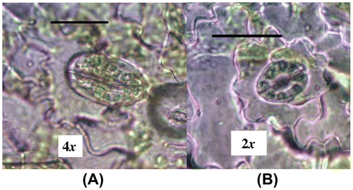 Figure 4. Difference in chloroplast number between the tetraploid (A) and diploid (B) plants (scale bar = 20 μm).
