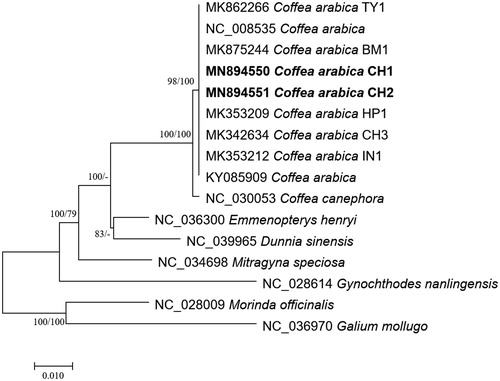 Figure 1 Neighbor joining (bootstrap repeat is 10,000) and maximum likelihood (bootstrap repeat is 1,000) phylogenetic trees of six Coffea and four Rubiaceae complete chloroplast genomes: nine Coffea arabica (MN894550 and MN894551 in this study, MK875244, MK862266, MK353212, NC_008535, KY085909, MK342634, and MK353209), Coffea canephora (NC_030053), Mitragyna speciosa (NC_034698), Dunnia sinensis (NC_039965), Emmenopterys henryi (NC_036300), and Gynochthodes nanlingensis (NC_028614). Phylogenetic tree was drawn based on maximum likelihood tree. The numbers above branches indicate bootstrap support values of maximum likelihood and neighbor joining phylogenetic trees, respectively.
