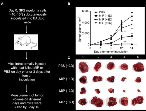 Figure 11 MIP treatment suppressed tumor growth and induced a Th1 cytokine response.