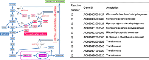 Fig. 1. Illustration of cytosolic NADPH generating metabolism (left) and a list of enzyme genes predicted to work in the PPP of A. oryzae (right).