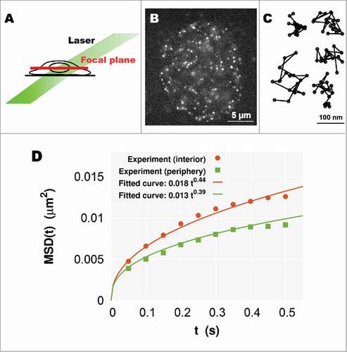 Figure 3. (A) A simple scheme for oblique illumination microscopy. An illumination laser (green) and focal plane (red) in a living cell are shown. (B) Single-nucleosome image of a human HeLa cell nucleus expressing H2B-PA-mCherry. Each dot represents a single nucleosome (adopted from ref. Citation24). (C) Representative trajectories of fluorescently labeled single nucleosomes (50 ms per time frame). (D) Plots of the MSD at the interior (orange) and periphery (green) regions. Each plot fits well with the MSD curve for subdiffusion (Eq. (Equation1(1) MSD(t)=Dsubtβ (0<β<1),(1) ))