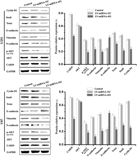 Figure 2. Western blotting analyses of the protein expression levels of EMT-related genes and proteins related to the PI3K/Akt pathway in glioma cells treated with LV-miRNA-451. Compared with the Control and LV-miRNA-NC groups, Western blotting experiments showed that the protein expression of CAB39, p-AKT(Ser-473), N-cadherin, Vimentin, Twist, Snail and Cyclin D1 was decreased in the LV-miRNA-451 group, and the protein expression of E-cadherin was increased in the LV-miRNA-451 group (*P < 0.05). There was no statistically significant difference in the relative expression of AKT among the three experimental groups (P > 0.05)