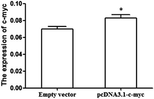 Figure 4. C-myc expression was significantly higher in cells transfected with pcDNA3.1-c-myc than those transfected with empty vector (pcDNA3.1) (*p < .05 represented the significant difference between the compared two).