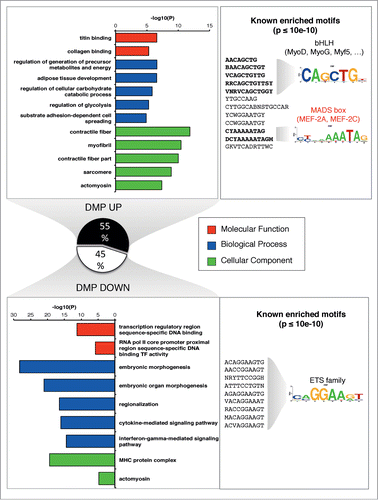 Figure 3 (See previous page). Muscle related processes and factors are enriched in the up-methylated DMPs. GREAT analysis was performed to retrieved functional categories associated with DMPs increasing or decreasing methylation after training. Up to top 5 categories passing the threshold (see Supplementary Methods S9) are shown for GO Molecular Function, Biological Process and Cellular Component. We tested the presence of known enriched motif on a symmetrical 200 bp window around each DMP (P < 10−10, consensus motif shown). Known profiles were clustered and a familial logo was drawn. For a corresponding ontology analysis of gene expression, see Figures S2-S3.