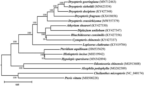 Figure 1. NJ phylogenetic tree based on 17 species chloroplast genomes was constructed using MEGA X.