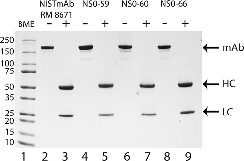 Figure 2. SDS-PAGE analysis of NISTmAb RM 8671, NS0-59, NS0-60, and NS0-66.SDS-PAGE analysis was used to evaluate the RM 8671, NS0-59, NS0-60 and NS0-66 antibodies in the presence (lanes 3, 5, 7, and 9) or absence (lanes 2, 4, 6, and 8) of 700 mmol/L BME. Protein samples (1.25 μg) were separated on a 4–20% gradient SDS-PAGE followed by staining with GelCode Blue Safe Protein Stain. Lane 1, molecular weight marker (kDa); lanes 2 and 3, RM 8671; lanes 4 and 5, NS0-59; lanes 6 and 7, NS0-60; lanes 8 and 9, NS0-66. mAb, full length antibody; HC, heavy chain; LC, light chain.