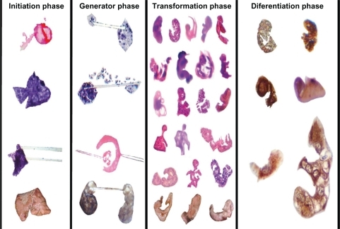 Figure 9 Sequential development of embryoid body pattern.