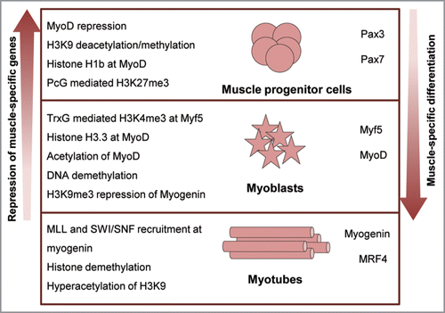 Figure 3 Epigenetic regulation of myogenic differentiation. Muscle myofibres are formed by the activation of the myogenic program in undifferentiated progenitor cells. Terminal differentiation into myotubes involves a series of chromatin remodeling and histone modifications (left) that lead to the derepression of myogenic regulators and the progressive activation of muscle-specific gene cascades (right).