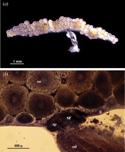 Figure 1 A, Genital apparatus of mated female: ovary (ov) containing growing oocytes; od, oviduct; sr, seminal receptacle. B, Genital apparatus of mated female stained in toto with toluidine blue; g, germigen; od, oviduct; oo, oocytes; sr, seminal receptacle filled with spermatozoa (sp).