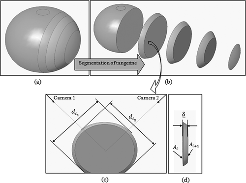 Figure 4 (a) Tangerine fruit; (b) segmentation of tangerine; (c) extraction of two diameters of one surface of one sector; (d) thickness of sector and its surface areas.