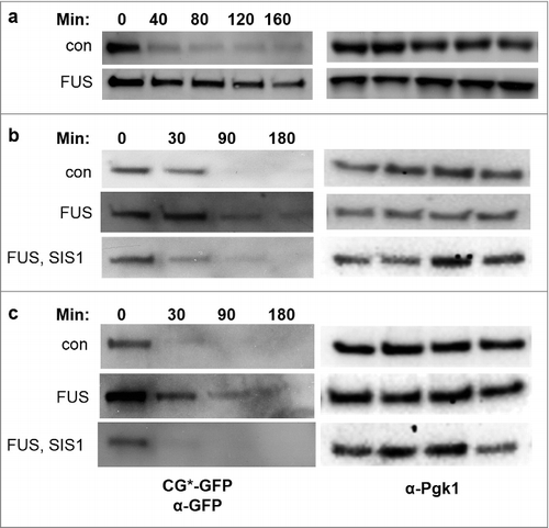 Figure 4. Degradation of UPS reporter protein CG*-GFP, is inhibited in yeast in the presence of FUS and overexpression of Sis1 mitigates this effect. Cells were grown in liquid plasmid selective 2% galactose medium for 48 hours to overexpress control (p2039) or FUS (p2049). In b and c GAL1-controlled Sis1 (p1767) or vector (p1768) were also expressed. Cycloheximide (0.5 or 0.7 mg/mL) was added, and cells were collected at the minutes (Min) indicated. Protein was extracted, and run on SDS-PAGE. The blots were probed with anti-GFP (1:10,000, Roche) to detect CG*-GFP levels (left) and anti-Pgk1 (1:10,000) as an internal loading control (right). Strains used were L1749 [PIN+] (a and b) and L2910 [pin-] (c).