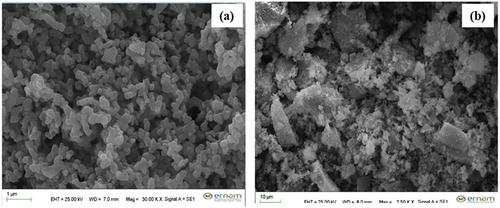 Figure 6. SEM images of pure (a) and 0.16% Gd3+ doped Ca10(PO4)6(OH)2 (b)