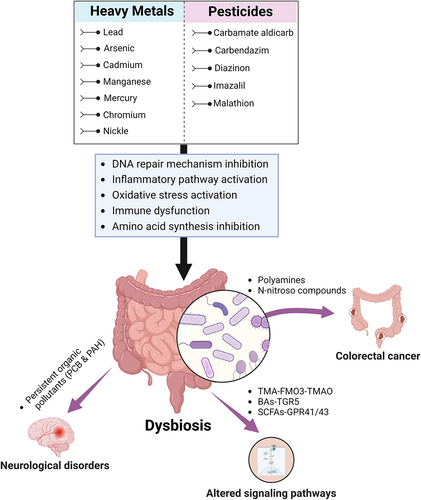 Figure 2. Effect of the predisposition of different environmental contaminants (pesticides and heavy metals) on the functional changes of gut microbiota of the host. The functional modification in gut microbiota leads to diversity loss and alteration in functional metabolites. This subsequently results in the pathogenesis of various diseases, including colorectal cancer, via invasion of IBD pathogens and accumulation of non-digestible carbohydrates.