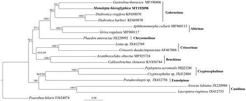 Figure 1. Phylogenetic tree obtained from maximum likelihood analysis based on the dataset consisting of 13 PCGs. The species with newly sequenced mitogenome was emphasized in bold. Numbers separated by a slash on node are bootstrap value for maximum likelihood analysis and posterior probability for Bayesian analysis.