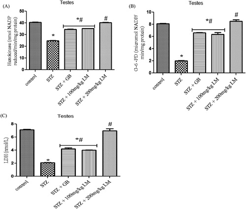 Figure 4. Effects of L. micranthus on activities of glucose metabolism enzymes Hexokinase (A), G-6-PD (B) and LDH (C) in control and STZ-induced diabetic rats. Each bar represents mean ± SEM of eight rats. *p < 0.05 compared to control. #p < 0.05 compared to diabetic control group. STZ, 60 mg streptozotocin; STZ + GB, 60 mg STZ + 5 mg Glibenclamide; STZ + 100 mg, 60 mg STZ + 100 mg LM extract; STZ + 200 mg, 60 mg STZ + 200 mg LM extract.
