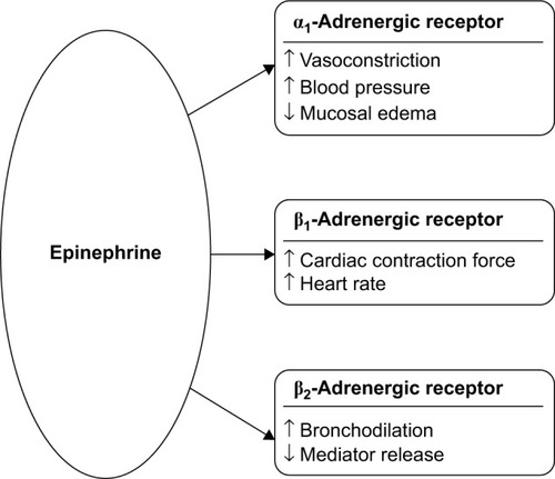 Figure 2 Pharmacological effects of epinephrine in the treatment of anaphylaxis.