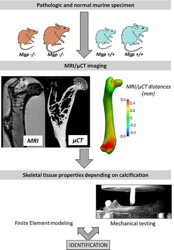 Figure 1. Method for tissue properties characterization at various stages of calcification. Mutated and normal mice were subject to MRI/CT combined imaging and three-points bending testing, in order to identify skeletal tissue properties from an inverse approach based on FE results.