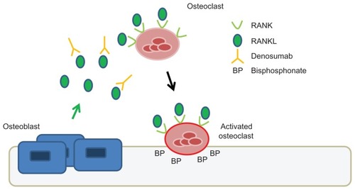 Figure 1 Mechanism of action of denosumab compared to zoledronic acid.