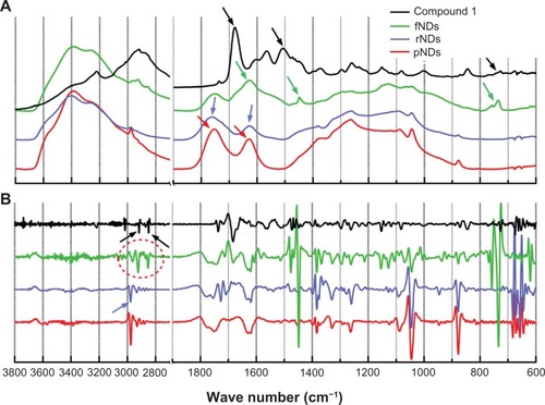 Figure 3 Baseline-corrected absorbance and attenuated total reflectance: (A) infrared spectra of the pristine carboxylated nanodiamonds (pNDs), reoxidized nanodiamonds (rNDs), lysine-functionalized nanodiamonds (fNDs), and compound 1 [N′-(Nα,Nε-bis-Boc-lysyl),N″-(Fmoc)-diaminopropane]; (B) second derivatives of all spectra.Notes: A total of 512 individual interferograms were collected and averaged for each sample. The featureless region between wave numbers of 2700 and 1900 cm−1 is not shown.