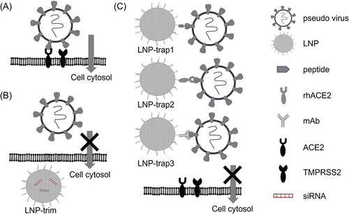 Figure 1 Schematic representation of (A) SARS-CoV-2 S pseudotyped lentivirus infection aided by S protein ACE2 binding and TMPRSS2. Knocking down of ACE2 and TMPRSS2 using LNP-siRNA LNP-trim inhibiting lentivirus entry (B). The presence of LNPs with surface ACE2 peptide (LNP-trap1), rhACE2 (LNP-trap2), and mAb (LNP-trap3) bind to the lentivirus, thereby inhibiting cell entry and infection (C).