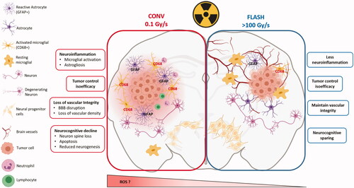 Figure 3. The FLASH effect in normal brain and GBM. Taking the brain as organ-model, this figure shows the cascade of biological events that occur after tissue exposure to conventional dose rate and UHDR. Exposure of the brain to conventional dose rate irradiation (0.1 Gy/s) (left side of the scheme) is associated with early loss of vascular integrity due to endothelial cell damages as well as neuroinflammatory processes involving at longer terms astrogliosis, microglial activation and local immune cell infiltration. This pathogenic process perpetuates in time and ultimately results in neurocognitive disorders associated with loss of neurons and decreased neurogenesis. Interestingly, the delivery of radiation at UHDR (>100 Gy/s) (right side of the scheme) does not activate any of these pathogenic pathways. It spares the vascular network, does not induce neuroinflammation and preserves the neurogenic niche. One possible mechanism to explain the sparing effect of UHDR on normal tissue is the decreased formation of free radicals including reactive oxygen species (ROS) that occurs via early chemical reactions following irradiation (see Figures 1 and 2) but other mechanisms can occur and are under investigations. Interestingly, while the normal brain is not damaged by UHDR irradiation, GBM tumor cells are equally sensitive to UHDR and irradiation at conventional dose rate, suggesting that tumor sensitivity is independent on the dose rate. Many factors might be involved in tumor sensitivity to UHDR, including gene expression. A putative susceptibility profile in T-acute lymphoblastic leukemia tumors was related to the expression of GADD45 and FAT1. In contrast, AGAP9 and PDLIM1 expressions seem to be associated to a resistant profile to UHDR (Chabi et al. Citation2020). Furthermore, Spitz et al. proposed another hypothesis explaining the differential impact of UHDR vs. conventional dose rate irradiation on cancer and normal tissue responses (as described in the summary at the end of the biological section).