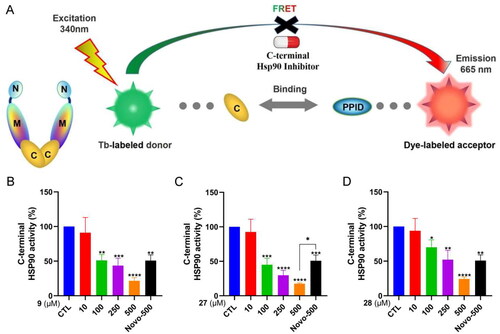 Figure 8. HSP90α C-terminal domain TR-FRET assay. (A) The principle of TR-FRET assay. (B–D) The C-terminal HSP90 activity after the treatment with 9, 27, 28 and novobiocin at the indicated concentrations. Novobiocin was evaluated at a concentration of 500 μM. Data represent the mean ± SD. *p < 0.05, **p < 0.01, ***p < 0.001 and ****p < 0.0001 by one-way ANOVA compared with vehicle-treated control group.