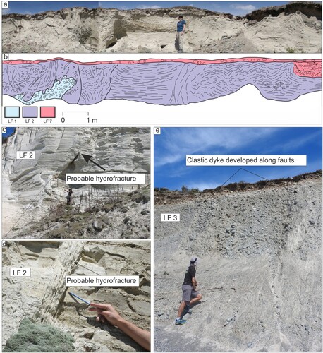 Figure 7. (a) Highly contorted bedding (tight polyclinal folding) displayed in upper LF 2 at the northernmost end of the outcrop. (b) Stratigraphical and structural interpretation of panel a, location labelled in Figure 3 (c) clastic dyke developed along a fault in LF 2, probable hydrofracture (d) close up of probable hydrofracture (e) clastic dyke developed between faults in LF 3