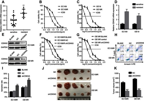 Figure 4 CDKN3 increased ESCA resistance to cisplatin in vitro and in vivo. (A) Comparison of CDKN3 mRNA between sensitive and resistant tumors. (B–C) EC109R (B) and OE19R (C) cells displayed greater resistance to cisplatin than their parental cells. (D) Comparison of CDKN3 mRNA between resistant cells and their parental cells. (E) CDKN3 protein expression was inhibited in cisplatin-resistant ESCA by shCDKN3 as determined by western blots. (F–G) Decreased CDKN3 expression weakened ESCA chemoresistance in EC109R (F) and OE19R (G) as determined by CCK8 assay. (H–I) CDKN3 Knockdown enhanced cisplatin-induced ESCA apoptosis (H) and the quantitative results (I). (J–K) CDKN3 inhibition regulated cisplatin-induced xenograft tumor volumes (J) and the quantitative results (K). **P<0.01, ***P<0.001.Abbreviations: EC109R, cisplatin-resistant EC109 cell line; OE19R, cisplatin-resistant OE19 cell line; NC, negative control; shCDKN3, cells transfected with shCDKN3 plasmid; IC50, half maximal inhibitory concentration.